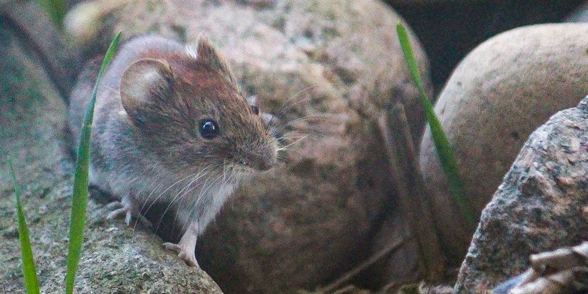 Rodentizide, die zur Dezimierung von Mäusen eingesetzt werden,  schaden auch natürlichen Wühlmausfeinden wie Greifvogel, Fuchs und dem vom Aussterben bedrohten Hamster. | Foto: Ina Ebert