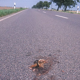 Der Versuch der Überquerung endet auch für den Hamster meist tödlich.  | Foto: Ubbo Mammen
